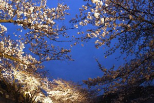 27-王子動物園の夜桜_re028