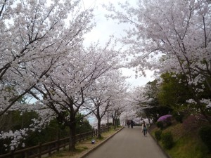 須磨浦公園の桜２