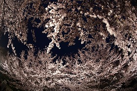 王子動物園夜桜通り抜け